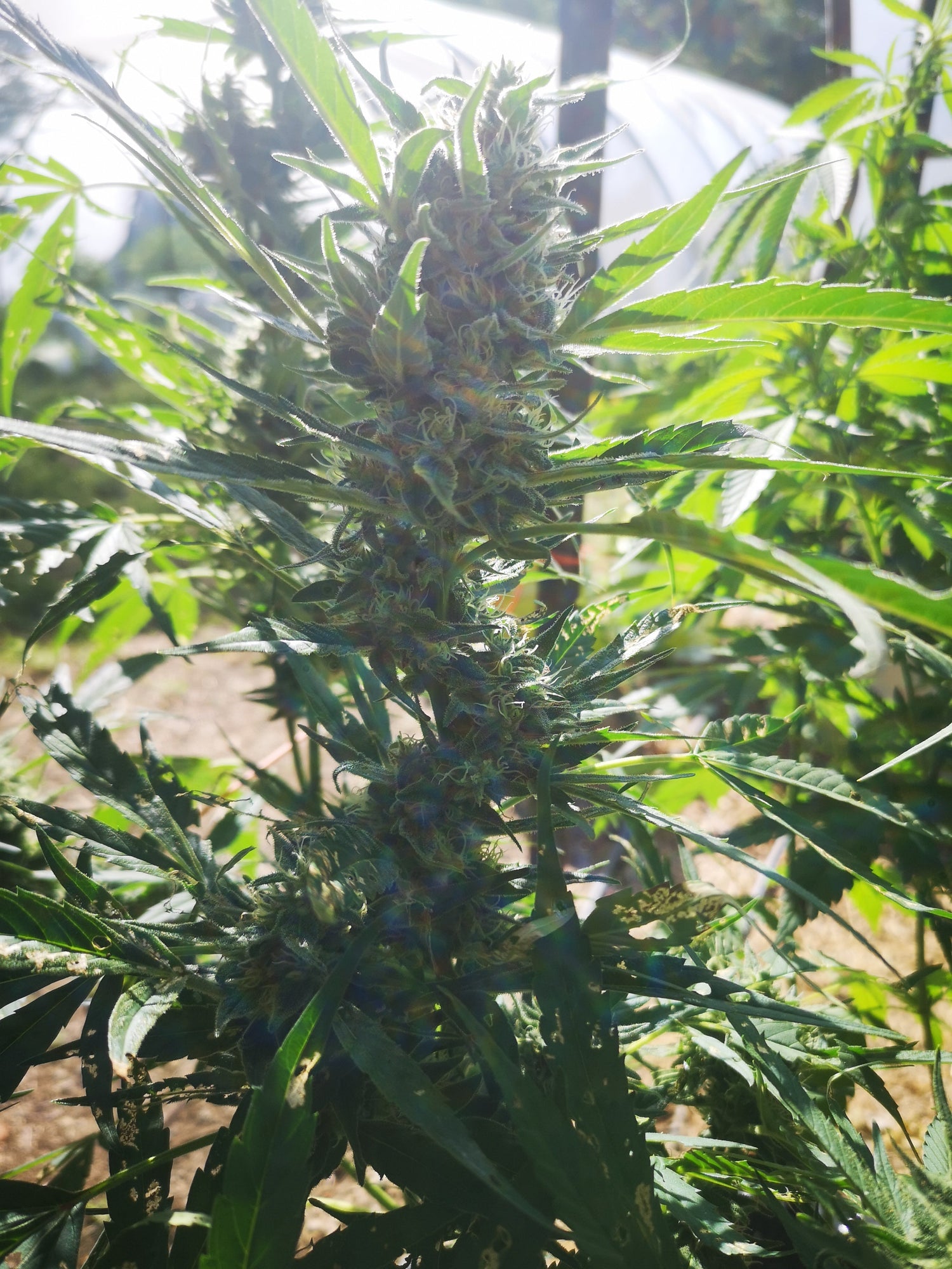 Fleurs de CBD