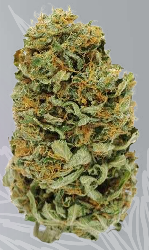 AMNESIA PUNCH